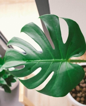 Monstera, Tanaman Kekinian Berharga Puluhan Juta!
