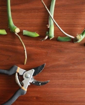 Rahasia Menanam Monstera Anti Gagal