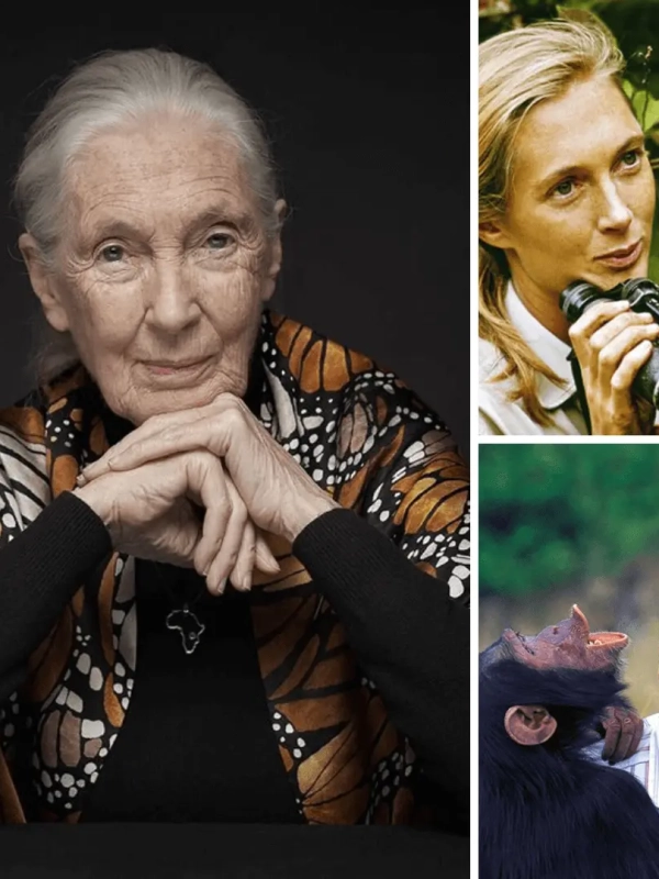 Jane Goodall: Ikon Perempuan Platinum dan Pelopor Gerakan Lingkungan